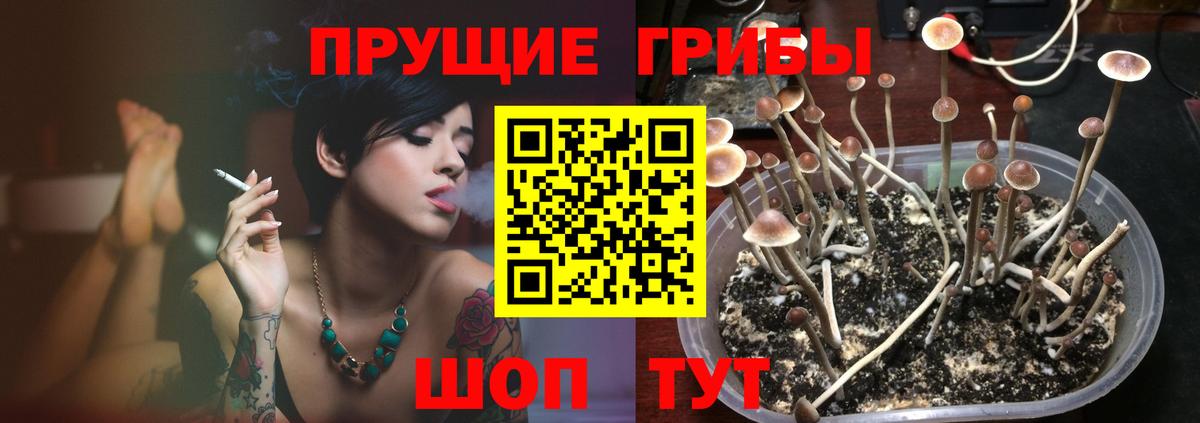 Псилоцибиновые грибы Cubensis Чистополь